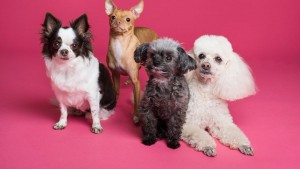 TOP app para perros: ¡las mejores aplicaciones para tu mascota!